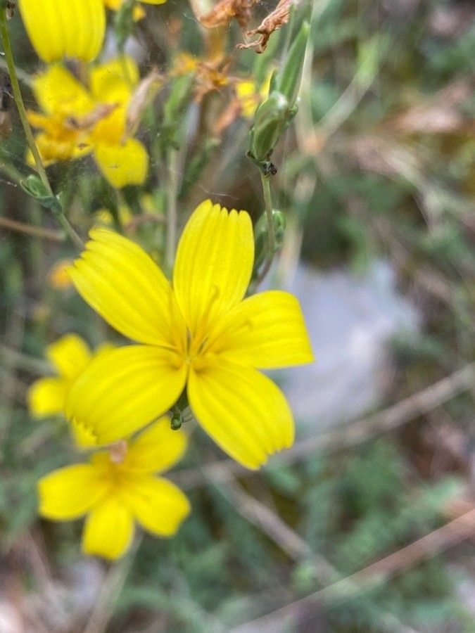 Lactuca viminea flower