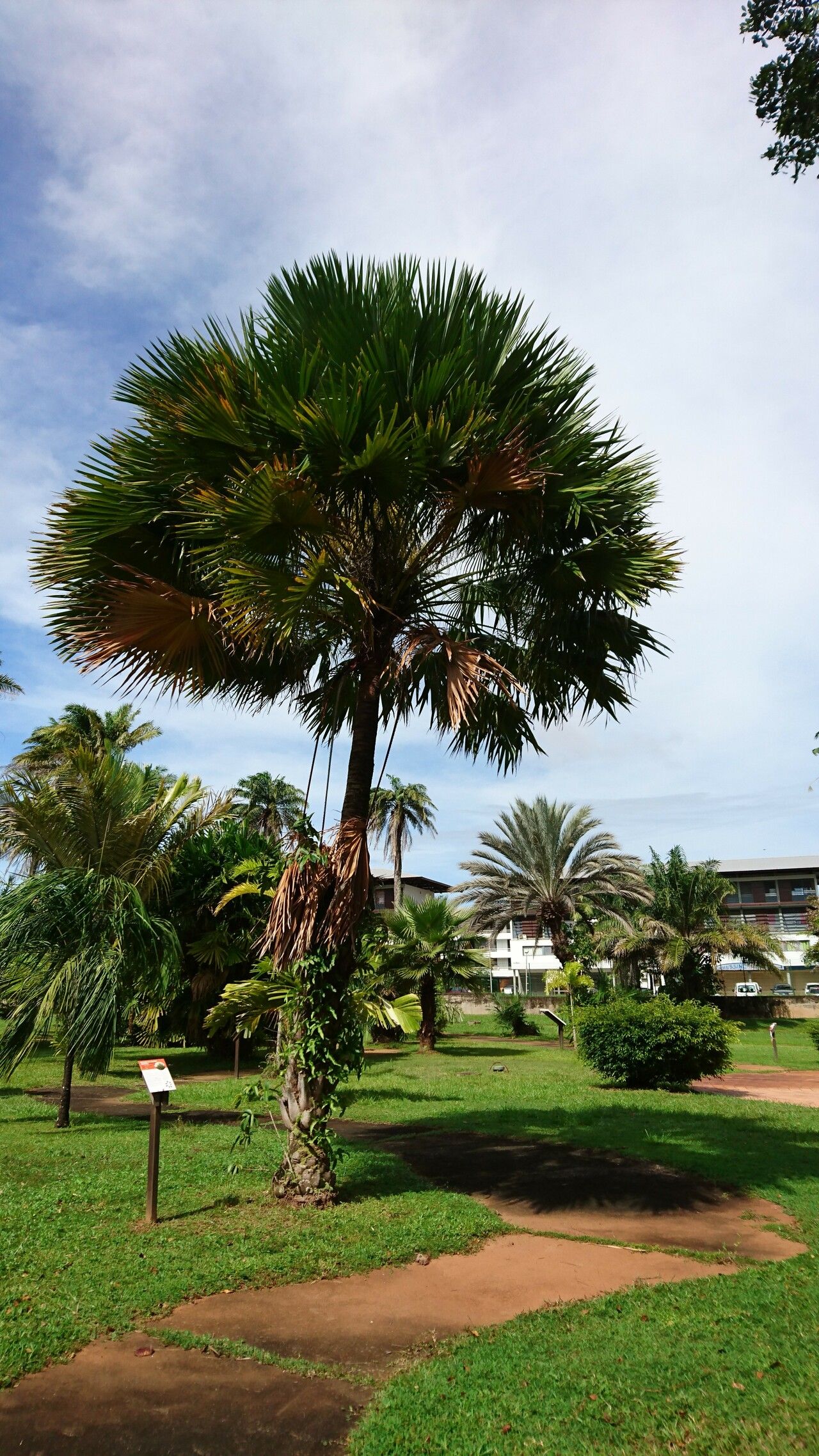 Livistona jenkinsiana habit