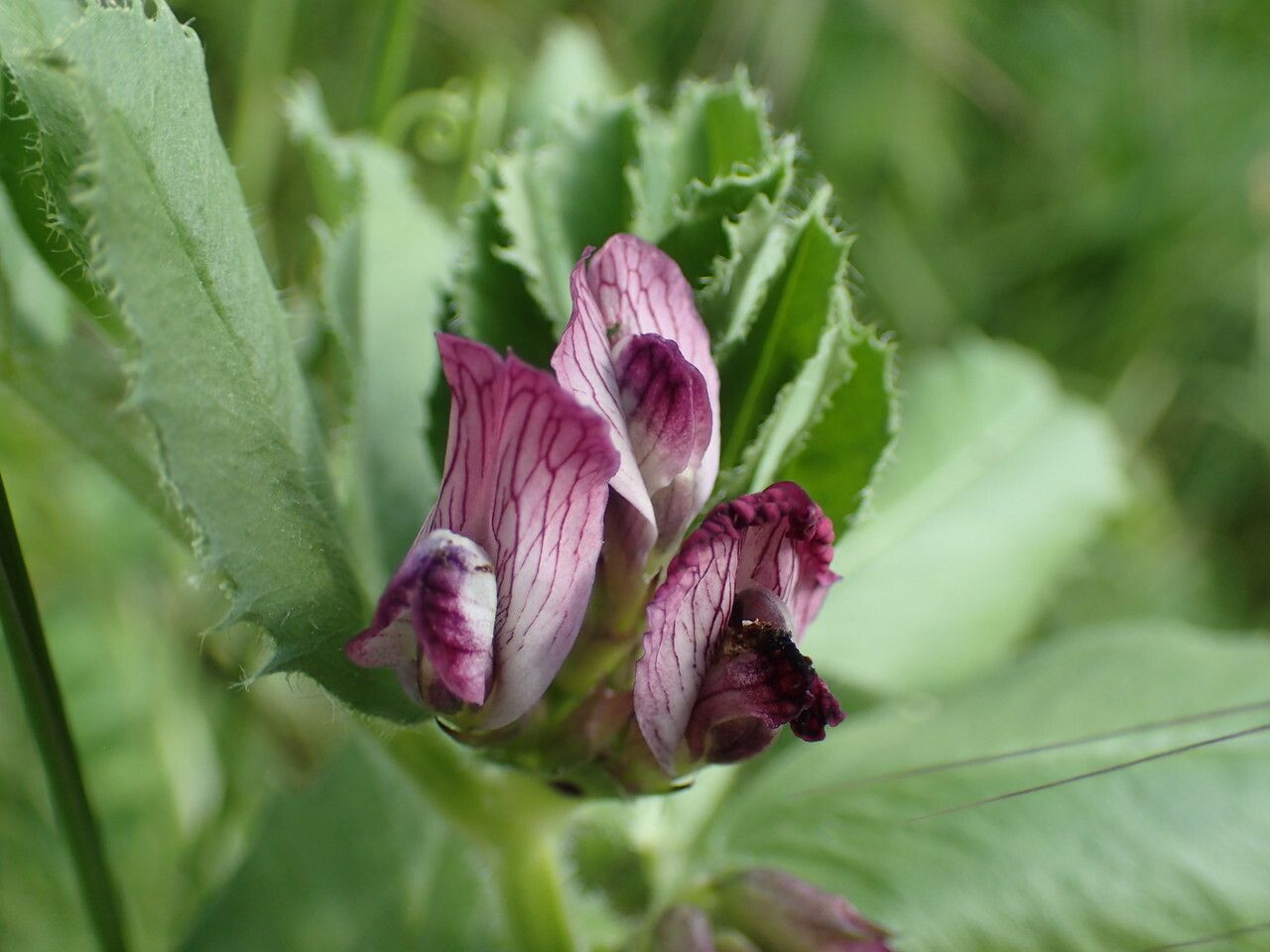 Vicia narbonensis flower
