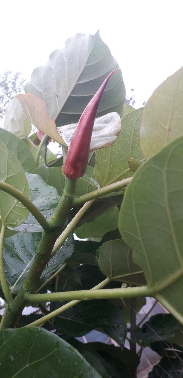 Ficus abutilifolia flower