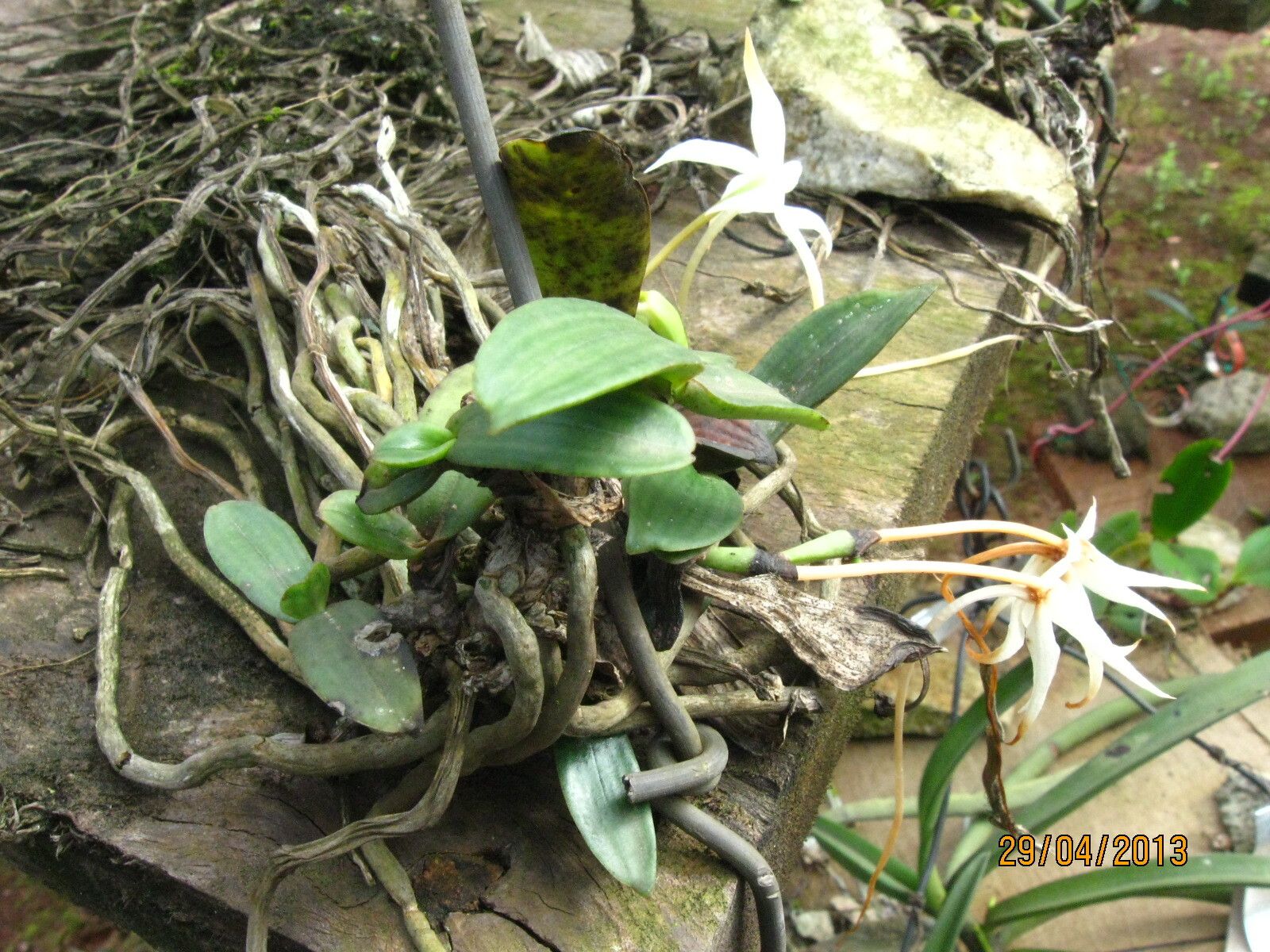 Aerangis gravenreuthii habit