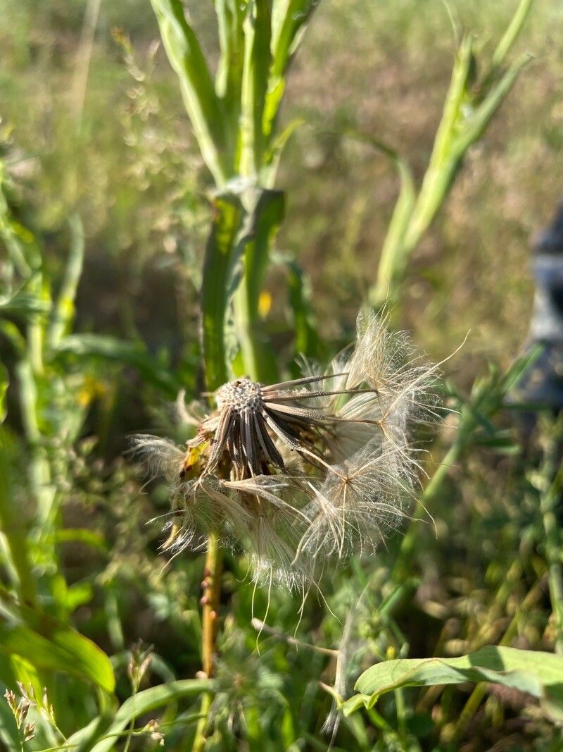 Tragopogon dasyrhynchus fruit