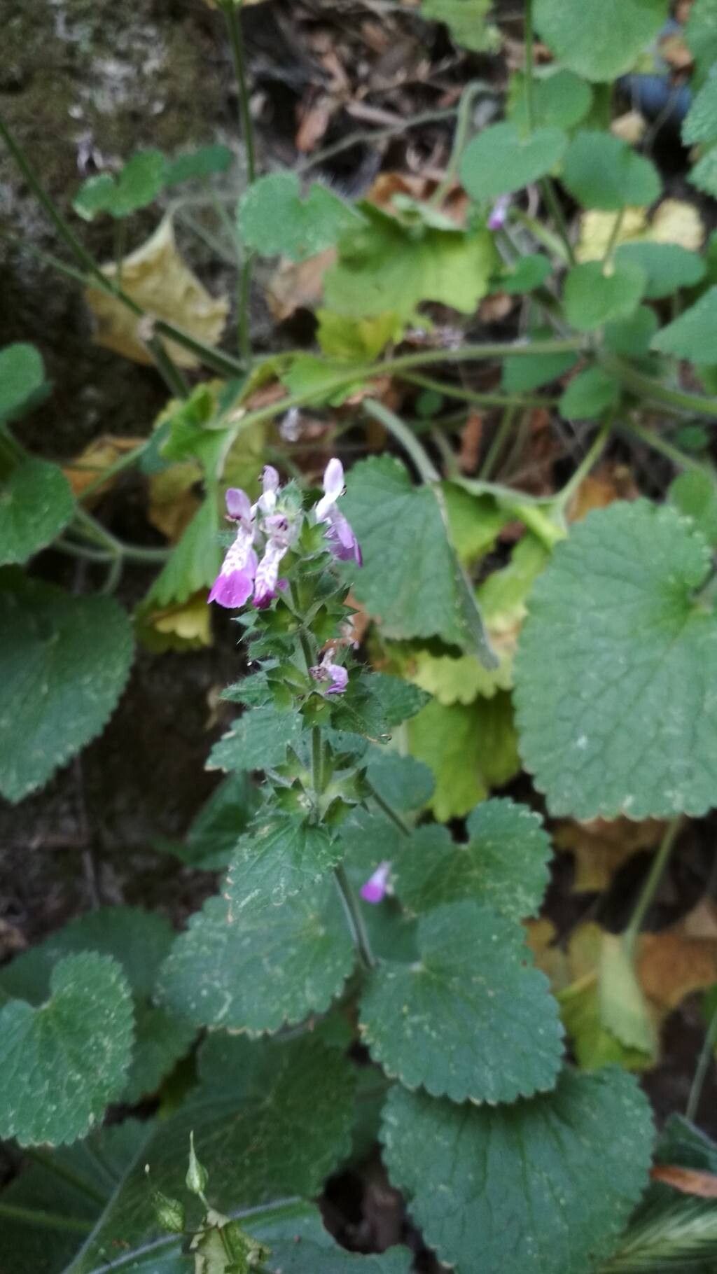 Stachys circinata flower
