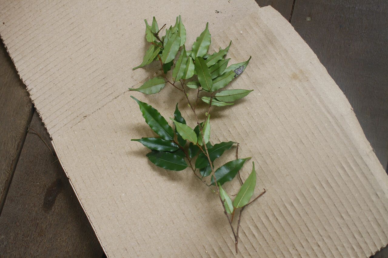 Micropholis venulosa leaf