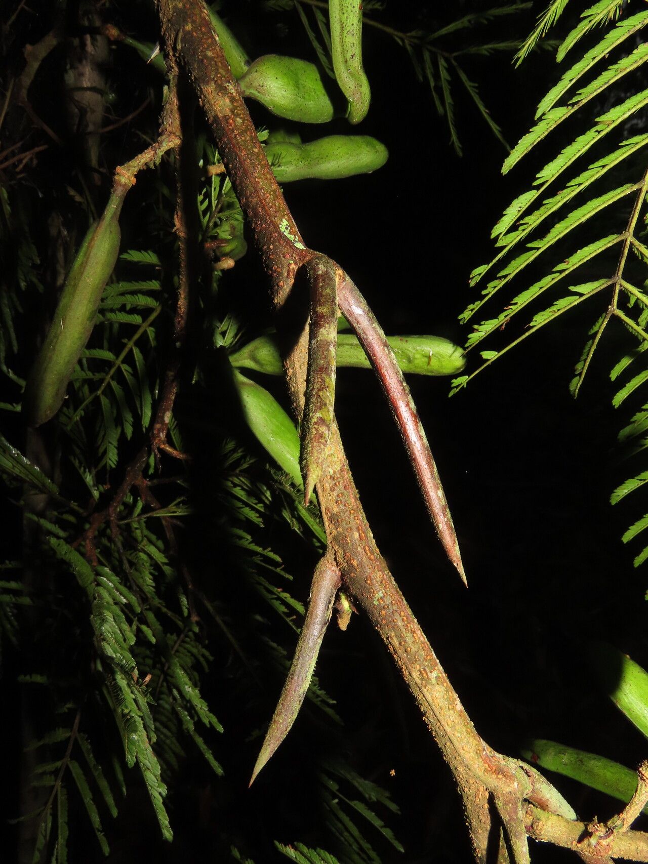 Vachellia ruddiae other