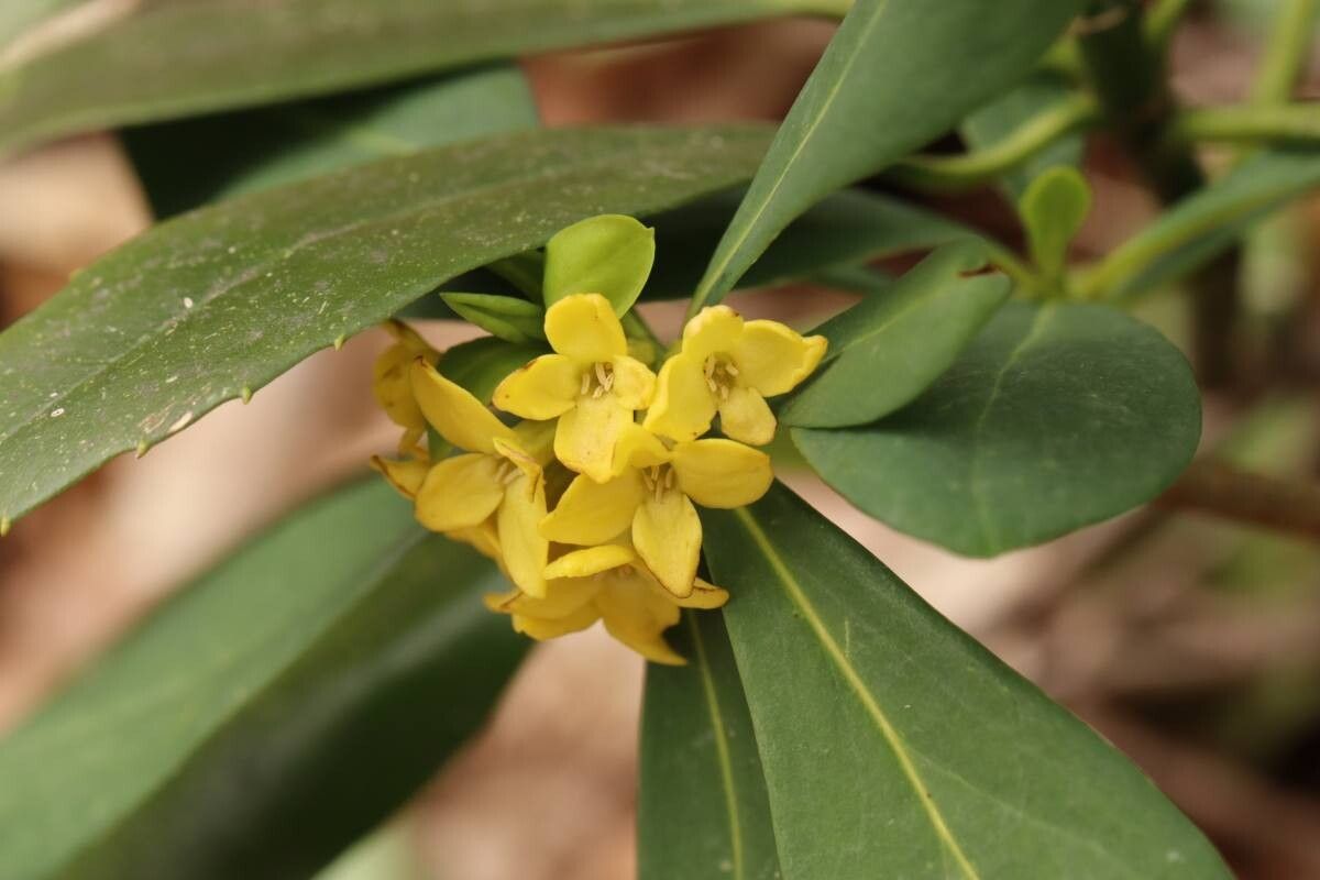 Daphne jezoensis — search result for 'Daphne'