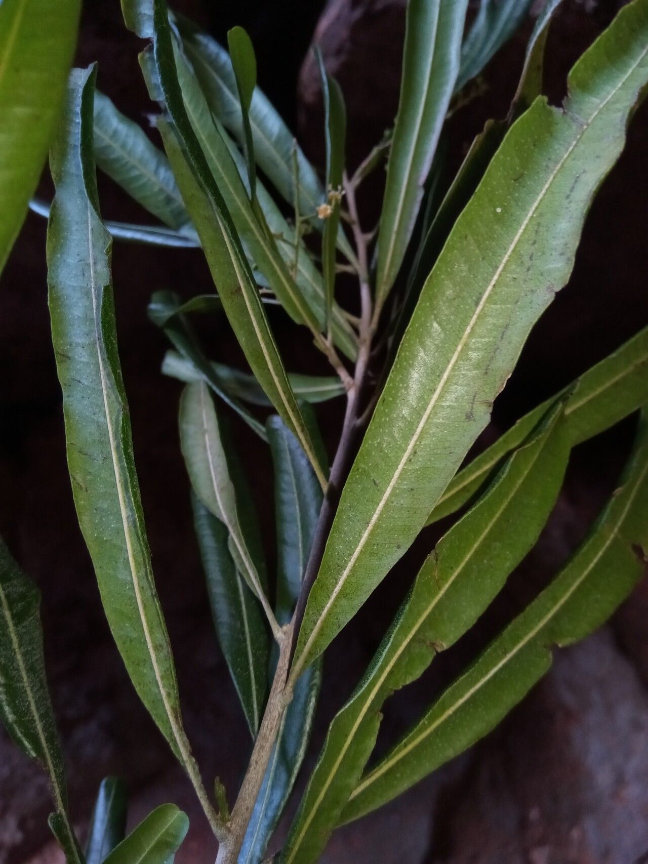 Filicium longifolium — related species from the same genus