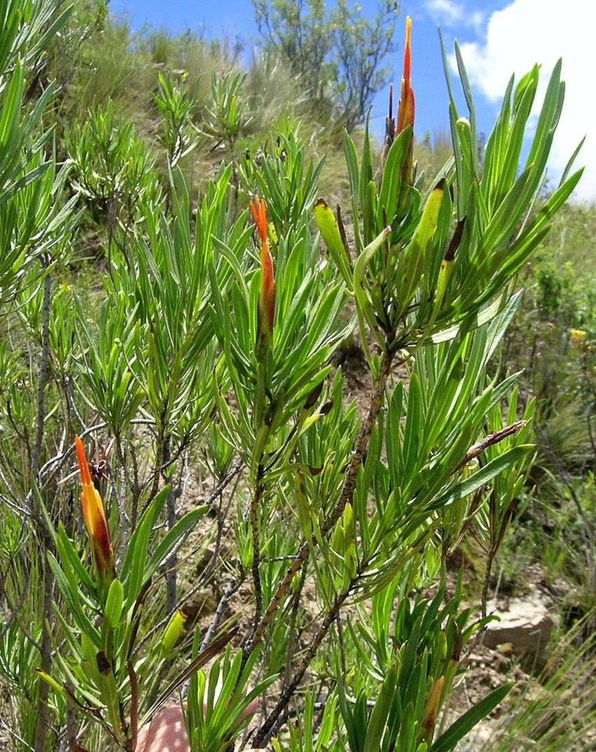 Mutisia orbignyana — houseplant care guide