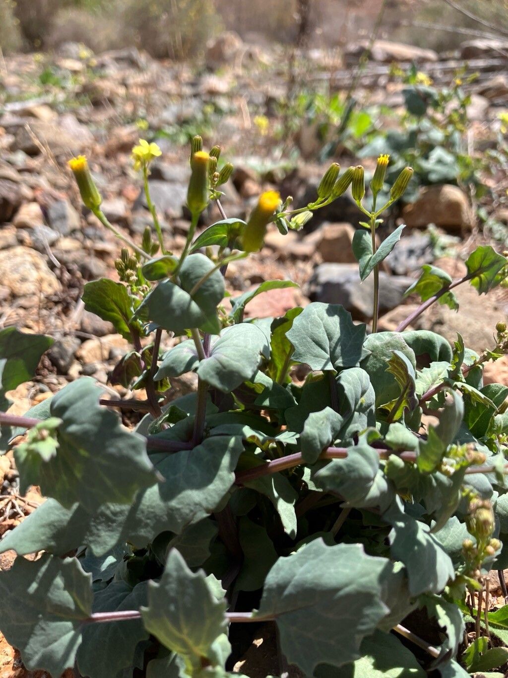 Senecio flavus — search result for 'Senecio'