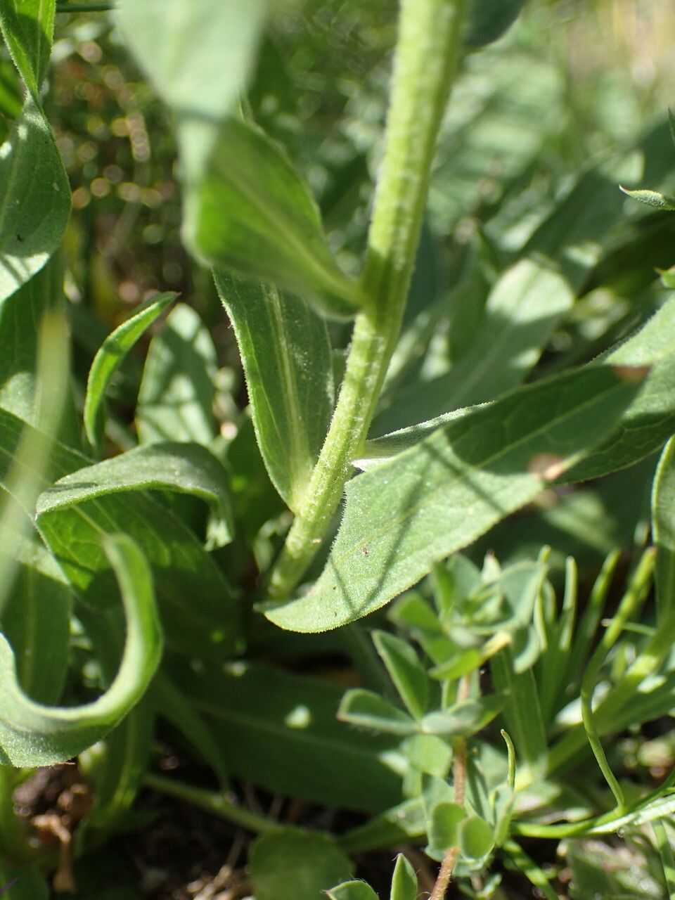 Centaurea uniflora — search result for 'Centaurea'