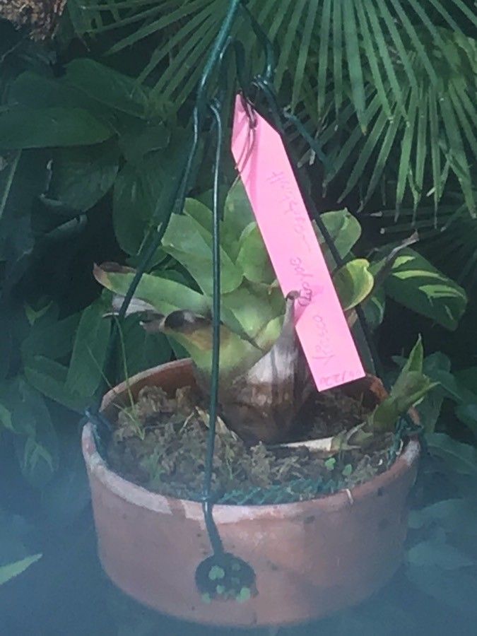 Vriesea rubyae habit