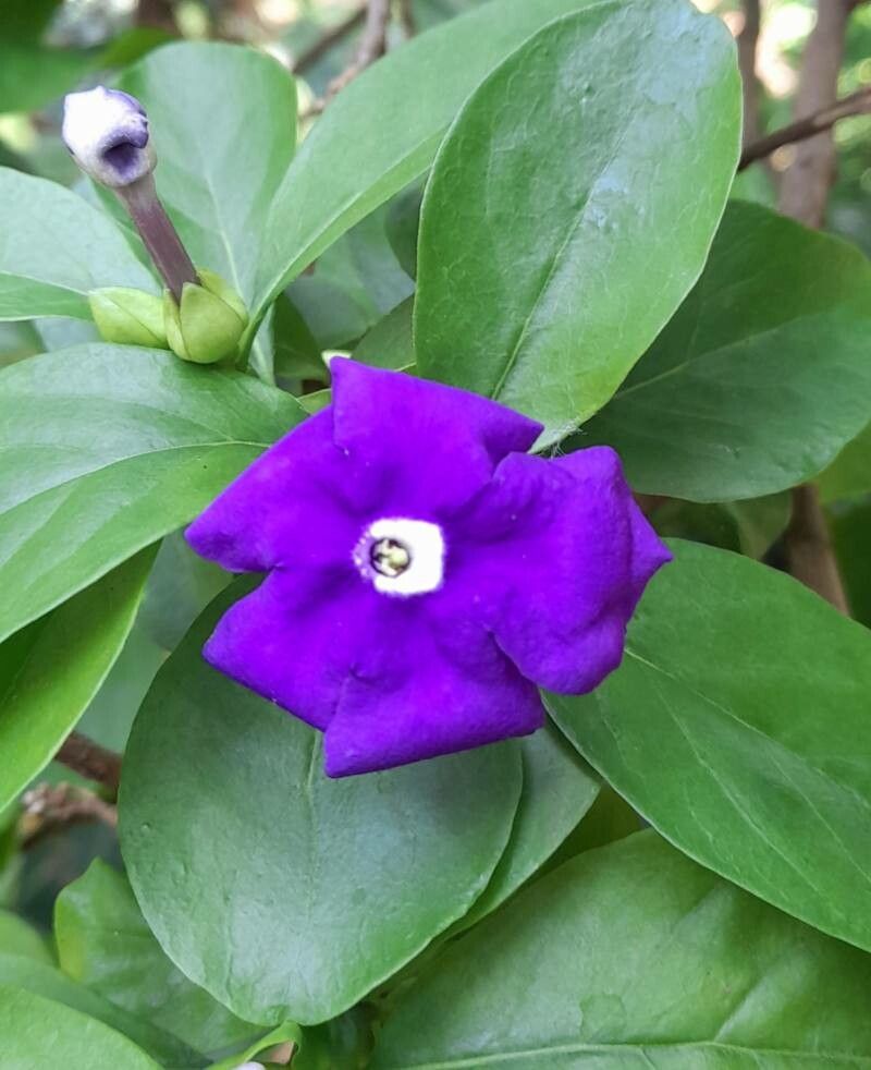 Brunfelsia australis flower