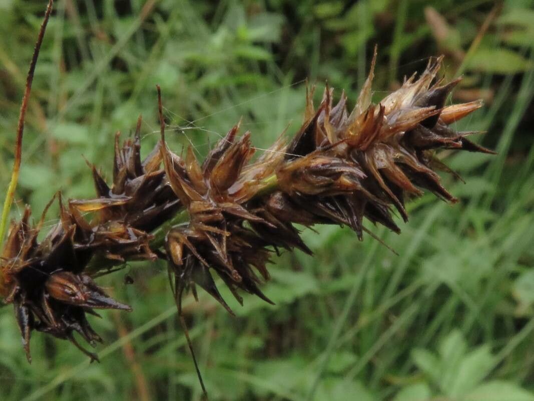 Carex disticha flower