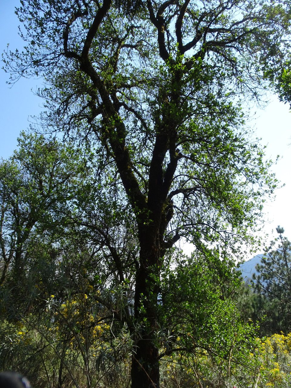 Alnus jorullensis habit