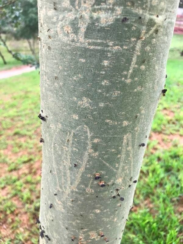 Vachellia xanthophloea bark