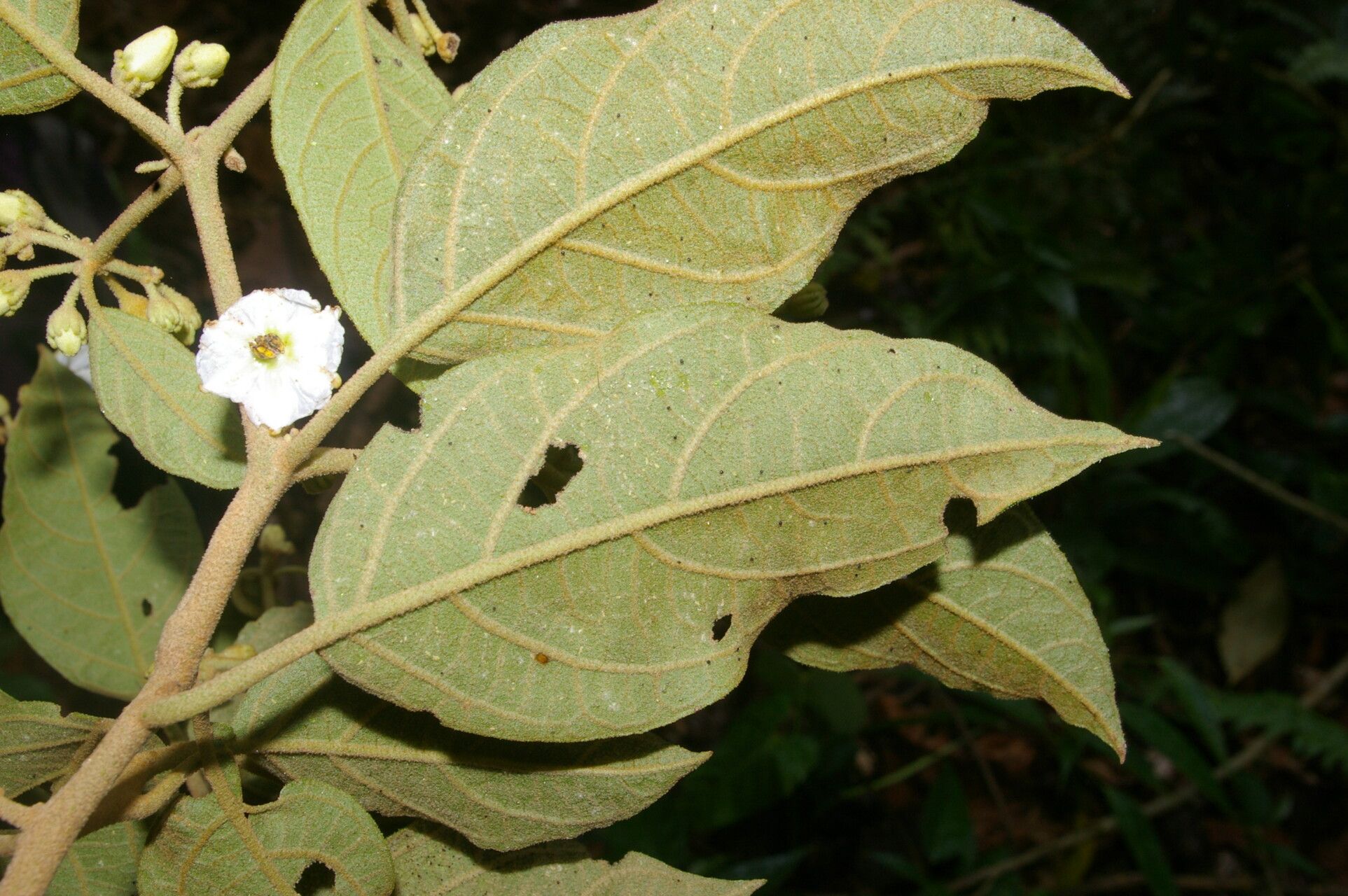Lycianthes luteynii leaf