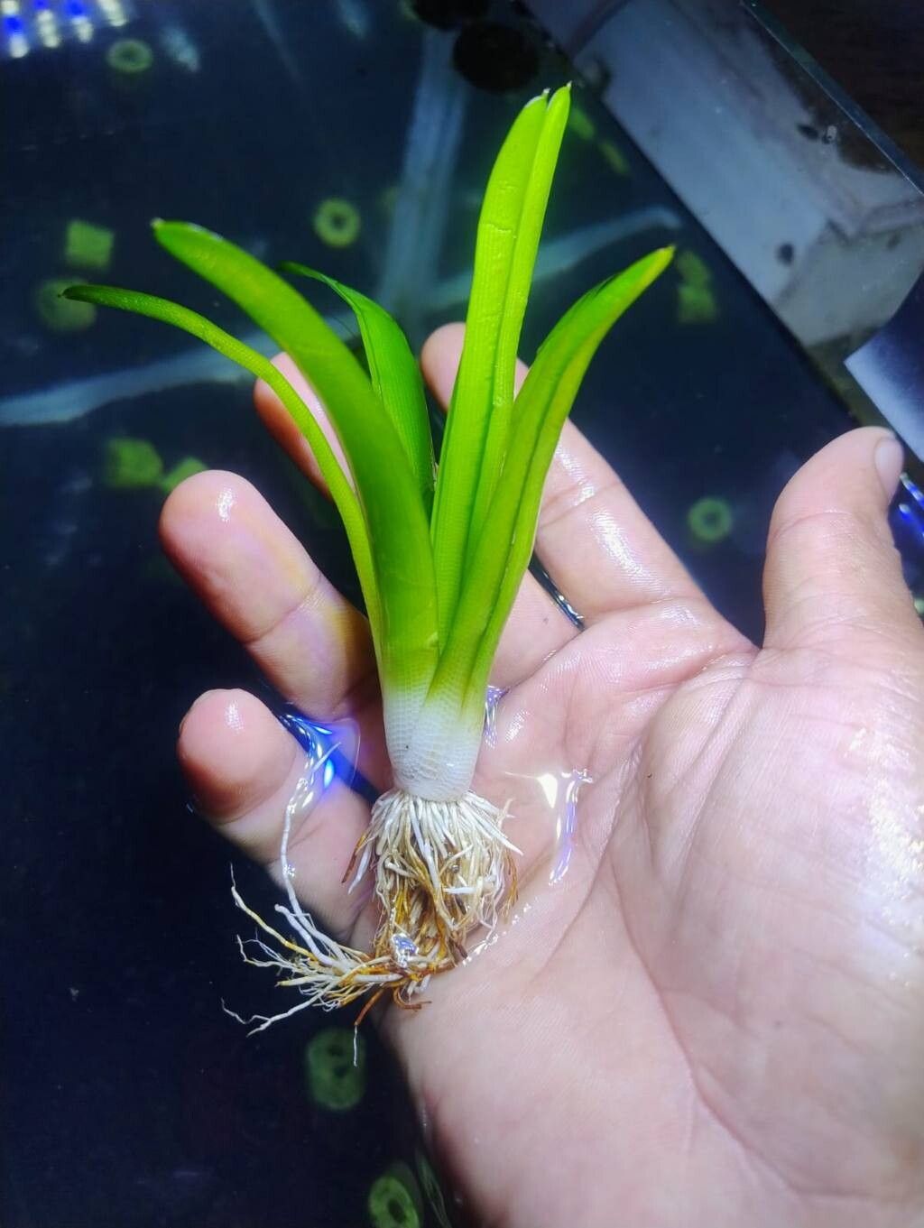 Eriocaulon cuspidatum — houseplant care guide