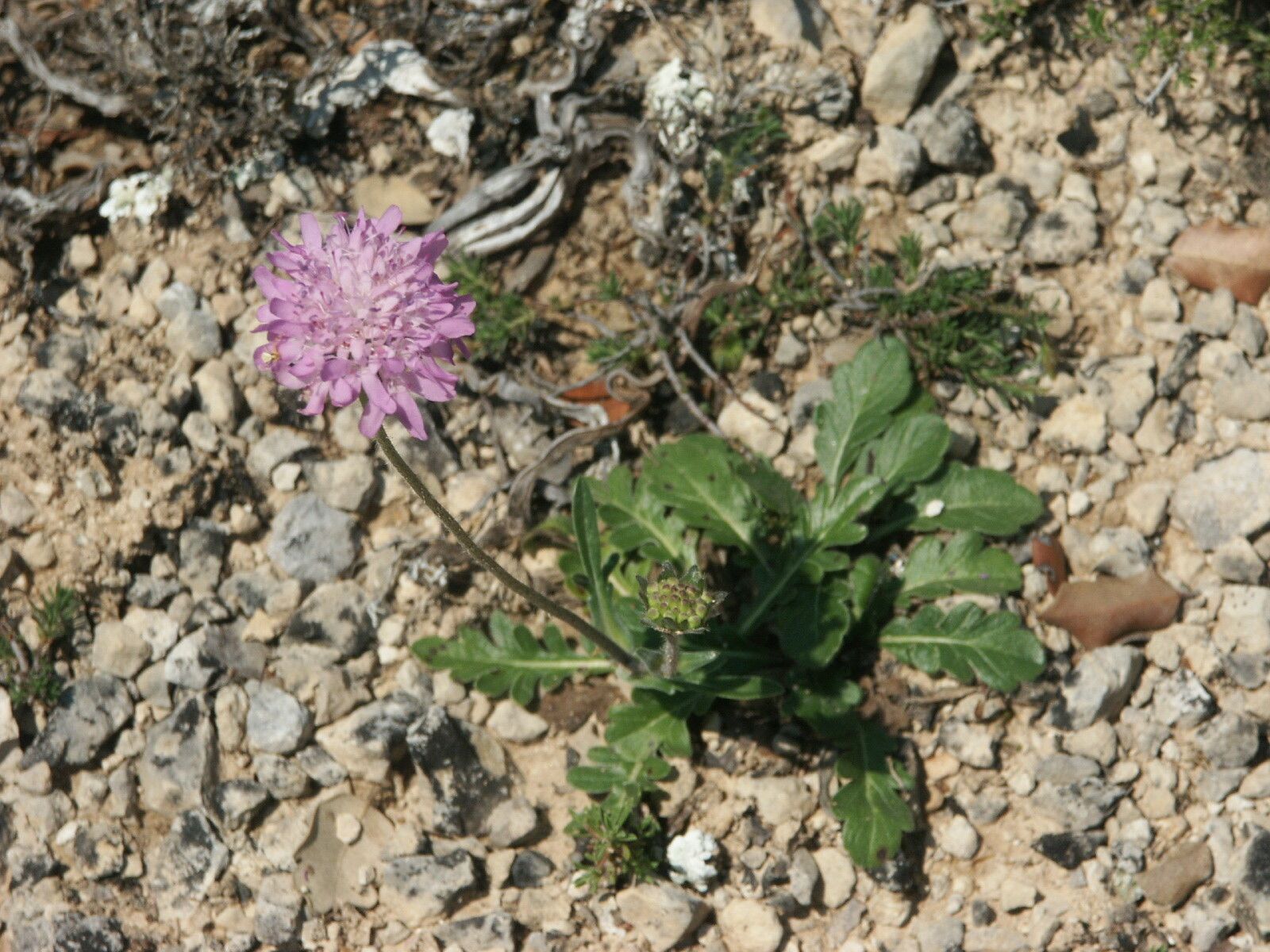 Knautia subscaposa — search result for 'Knautia'