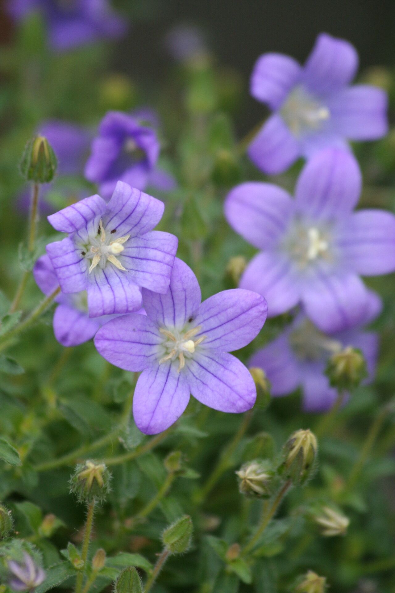 Campanula edulis — houseplant care guide