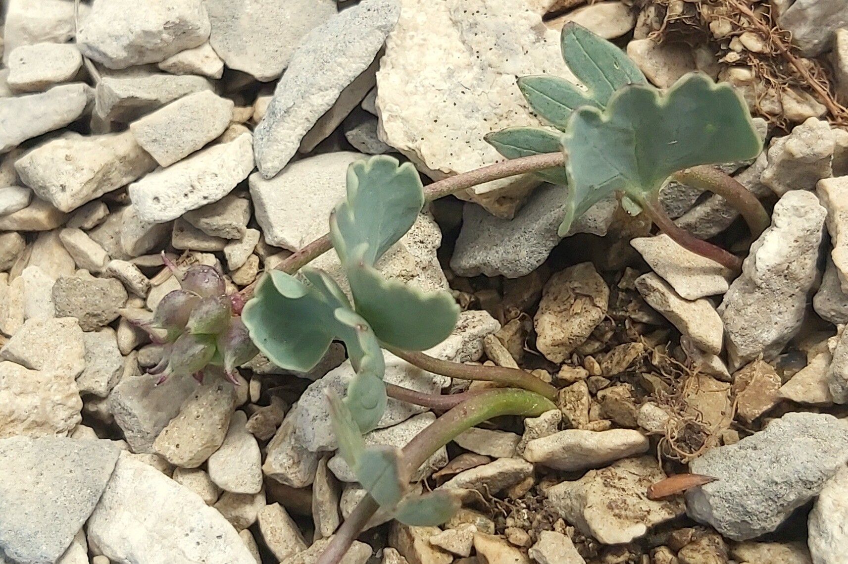 Ranunculus brevifolius leaf