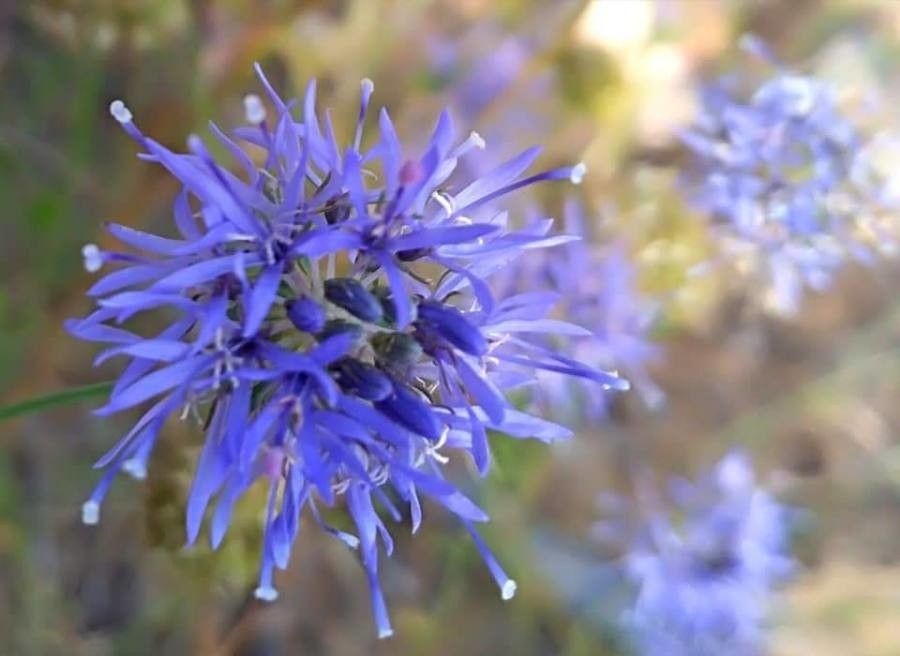Jasione heldreichii — related species from the same genus