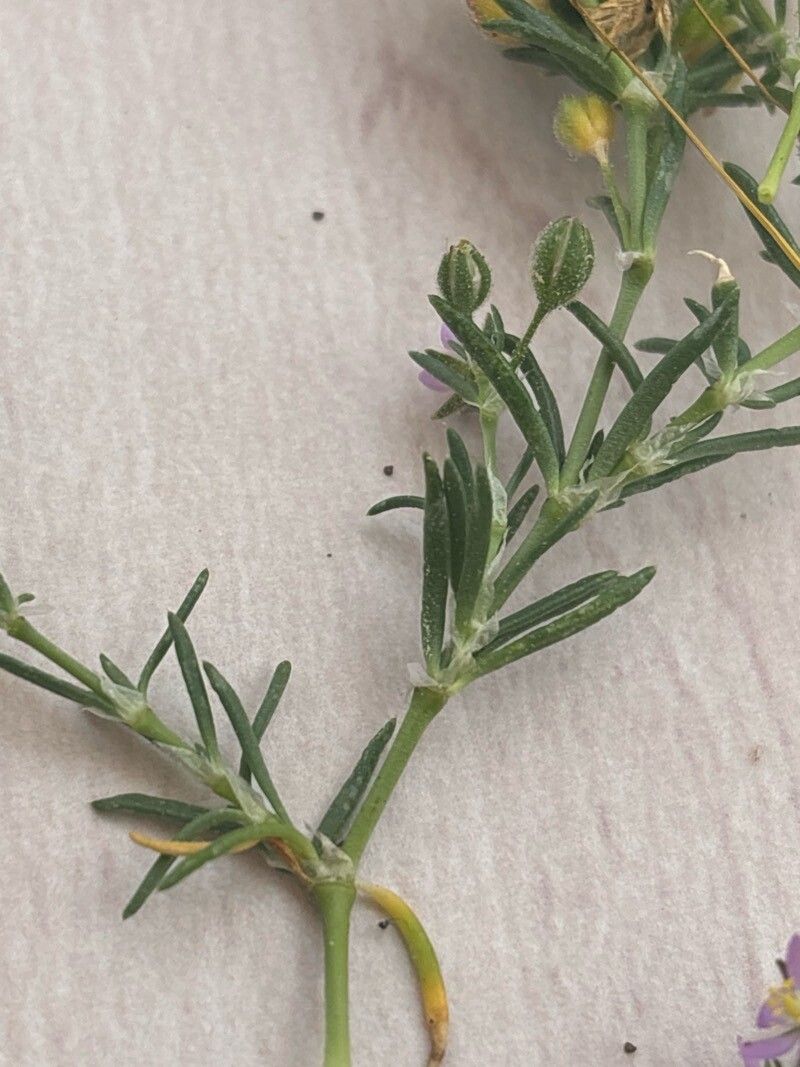 Spergularia capillacea — related species from the same genus