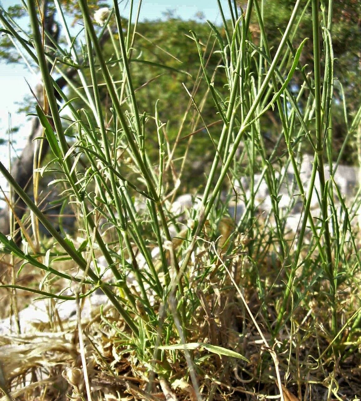 Cephalaria leucantha — search result for 'Caprifoliaceae'