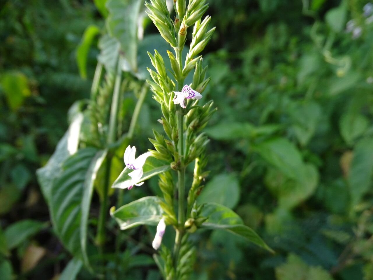 Hypoestes forsskaolii flower