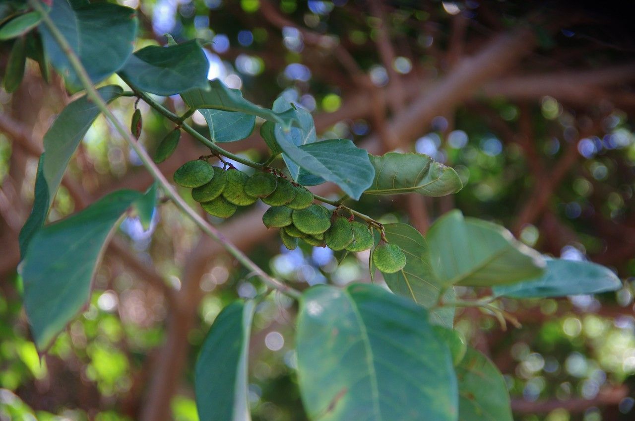 Diplopterygium glaucum fruit
