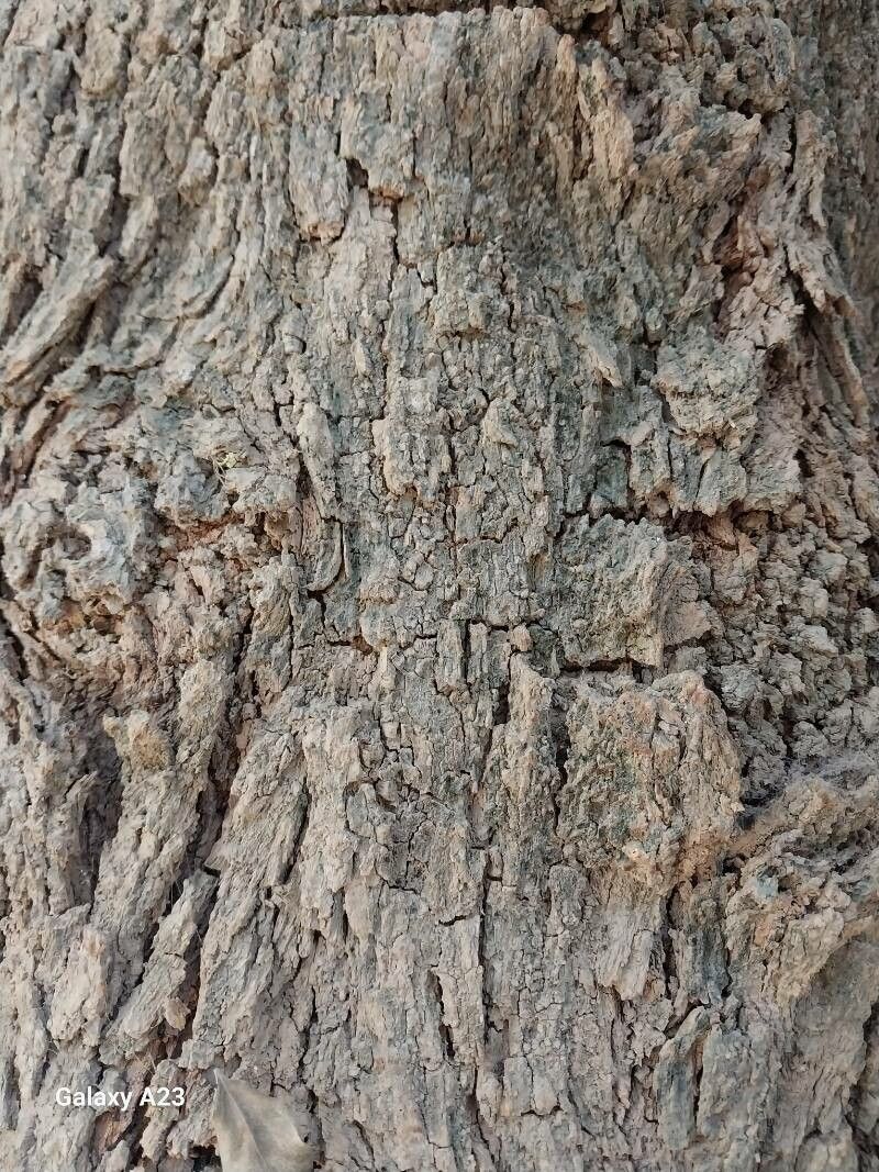 Celtis spinosa bark