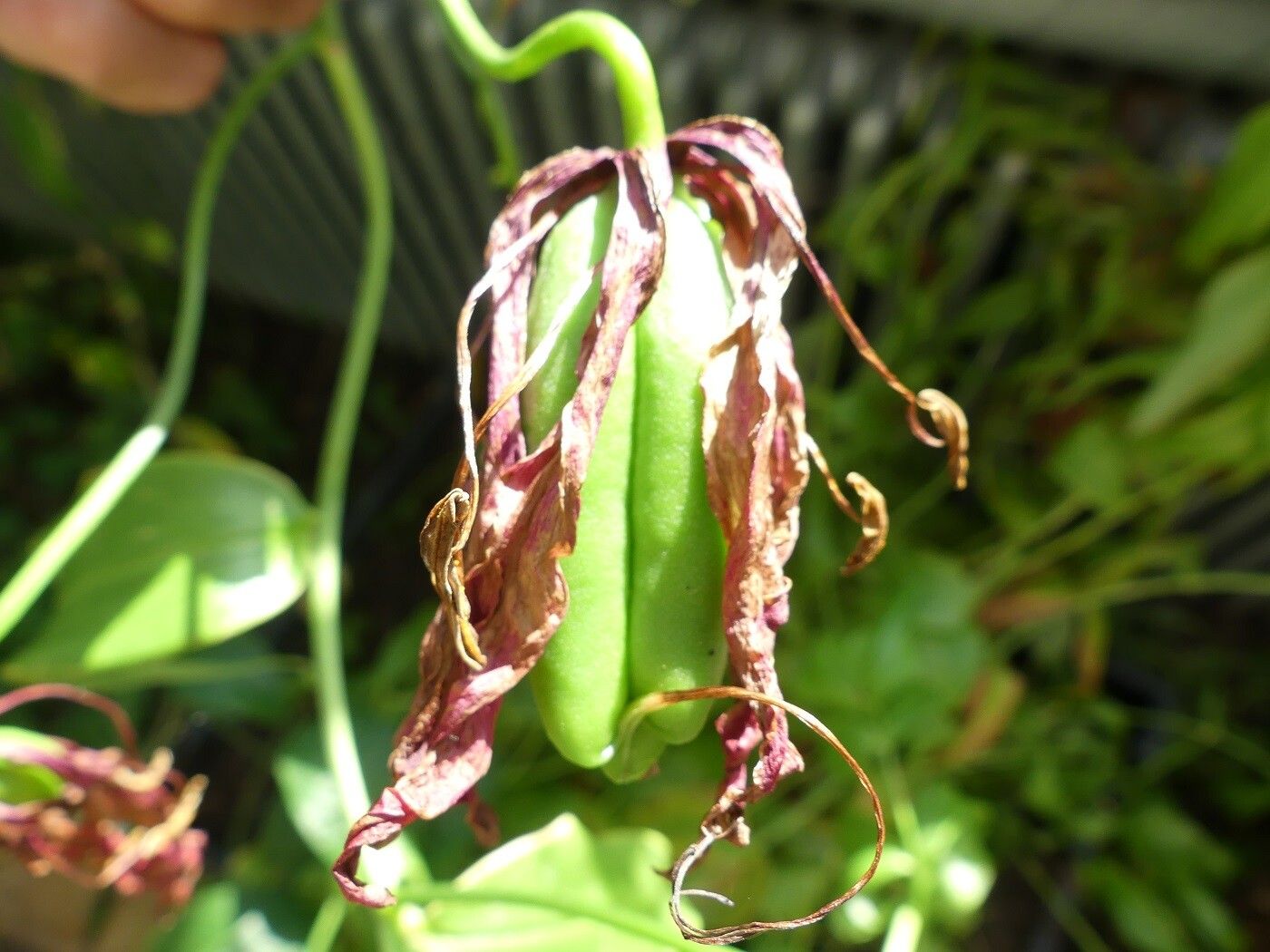 Gloriosa superba fruit