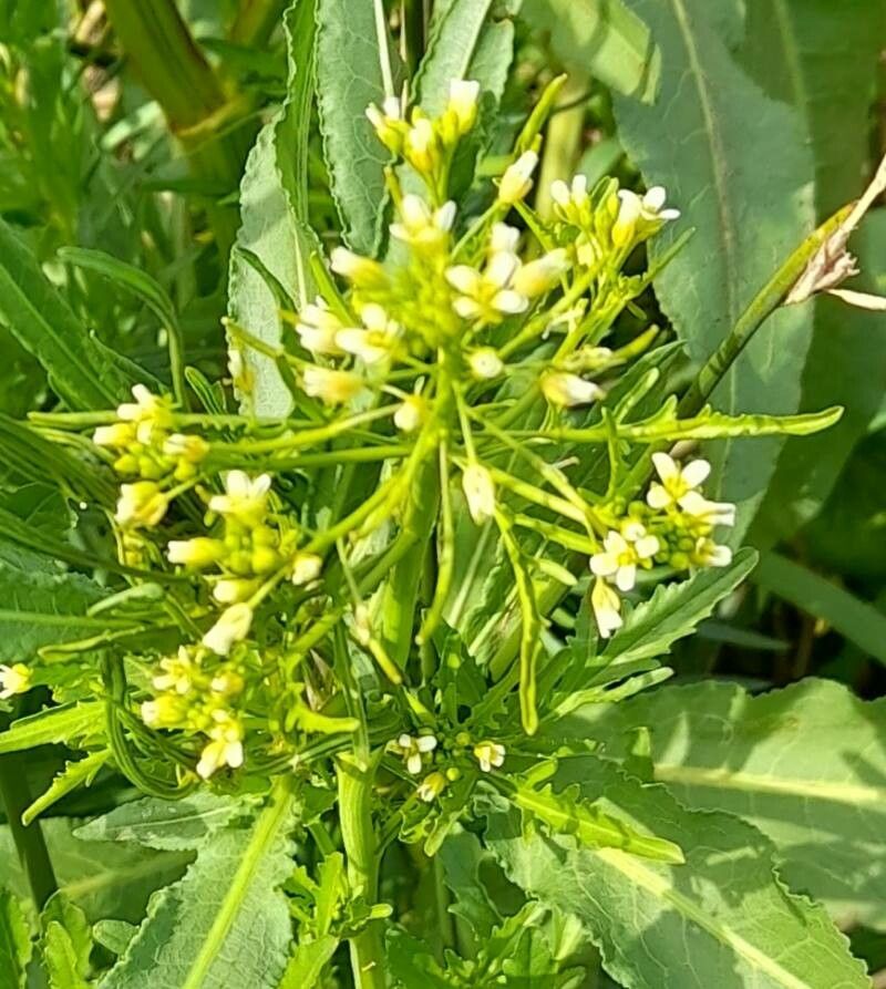 Rorippa hilariana flower