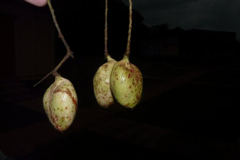 Connarus staudtii — houseplant care guide