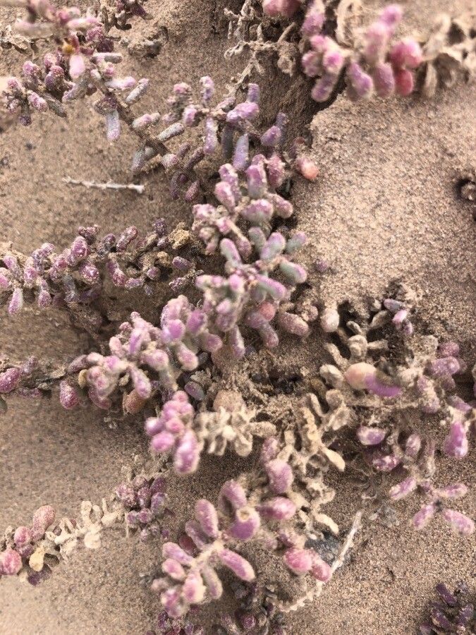 Mesembryanthemum nodiflorum — search result for 'Aizoaceae'