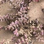 Mesembryanthemum nodiflorum