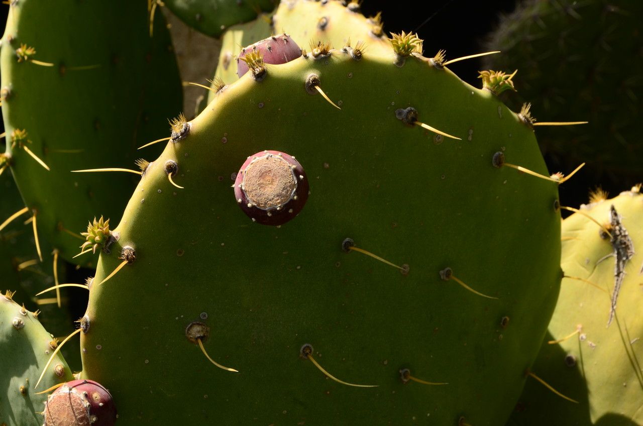 Opuntia hyptiacantha — search result for 'Opuntia'