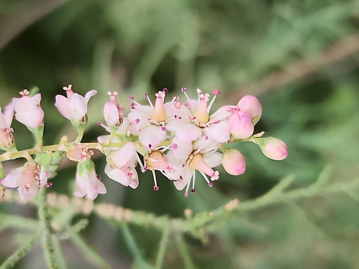 Tamarix passerinoides flower