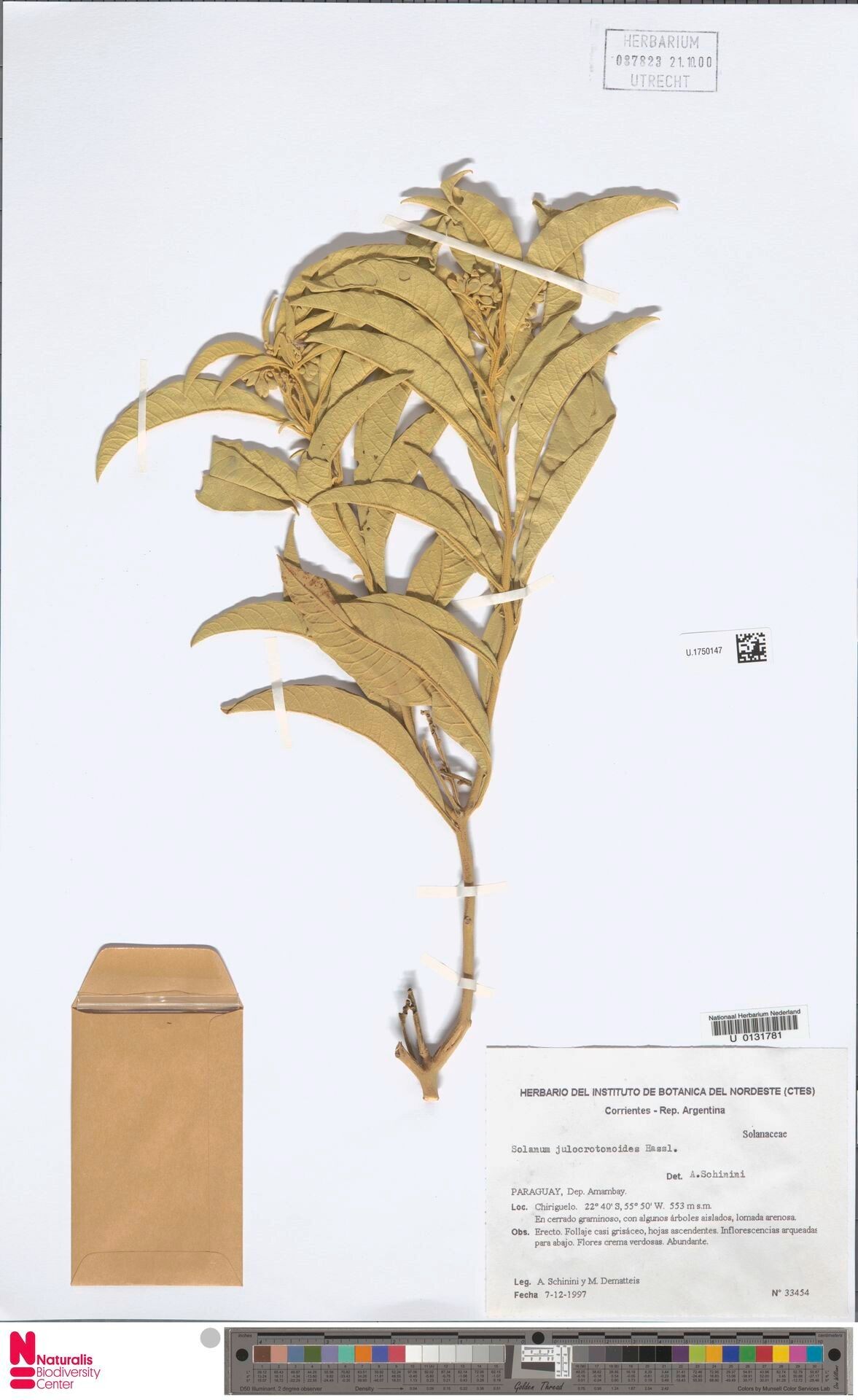 Solanum julocrotonoides — houseplant care guide