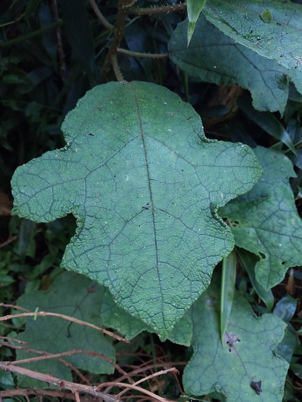 Laportea oligoloba — search result for 'Laportea'