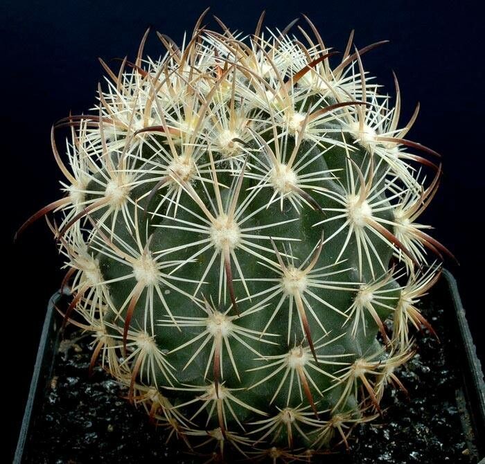 Sclerocactus unguispinus habit