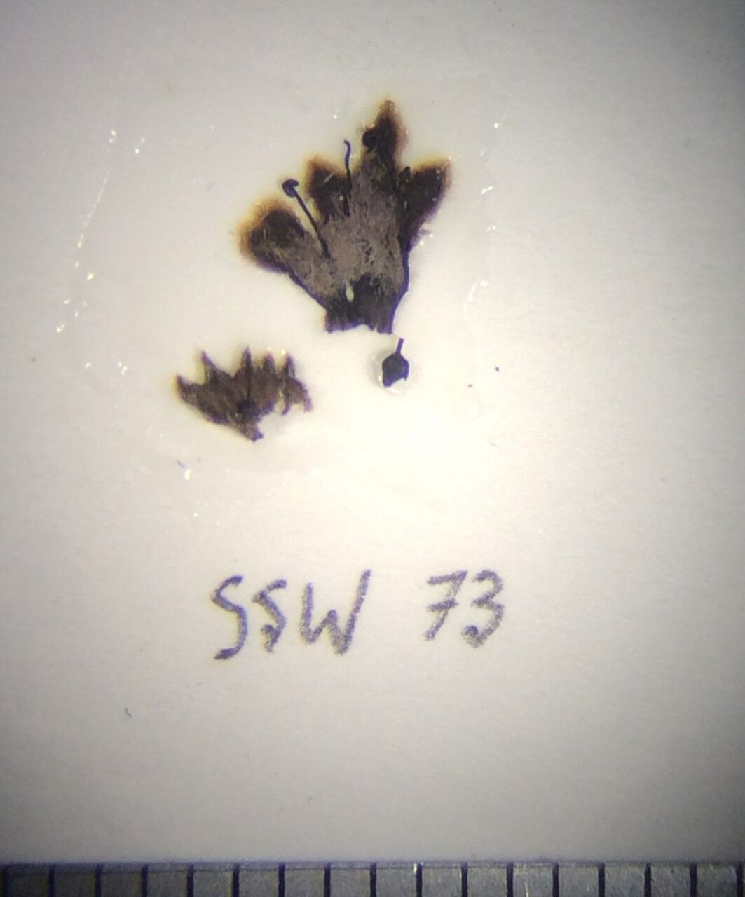 Premna mollissima — houseplant care guide