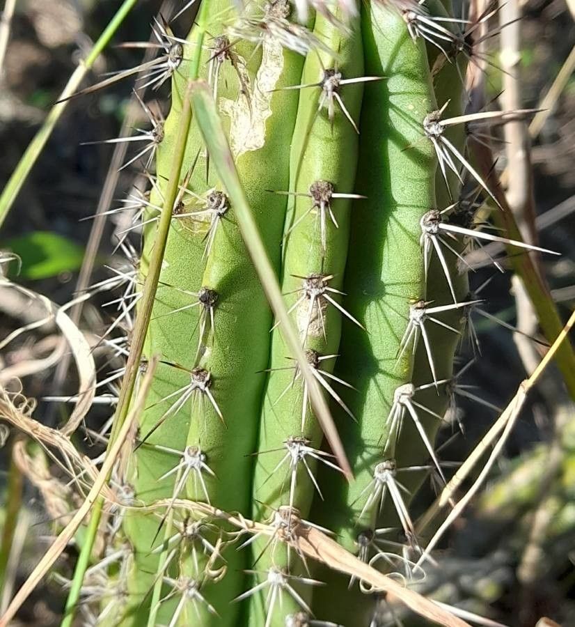 Praecereus euchlorus leaf