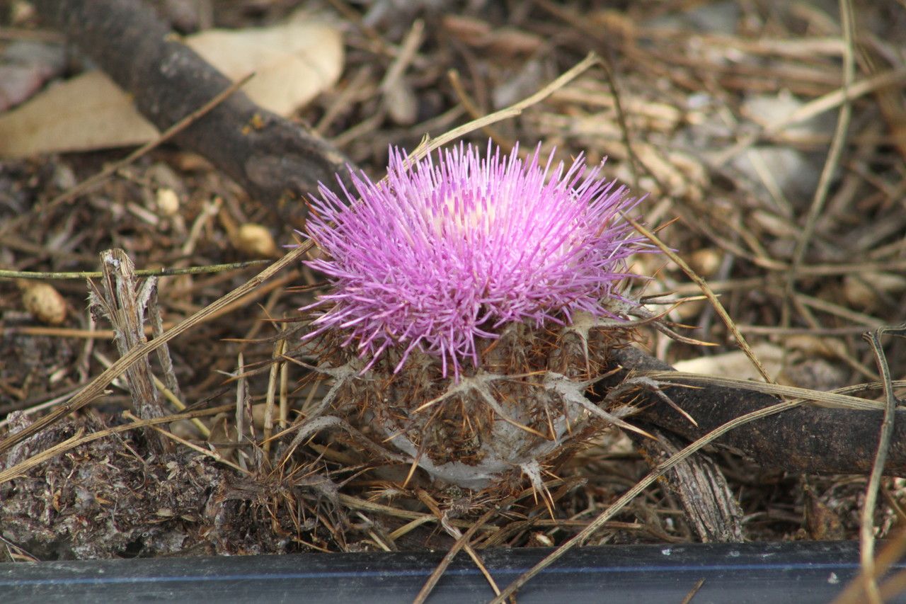 Carlina gummifera flower