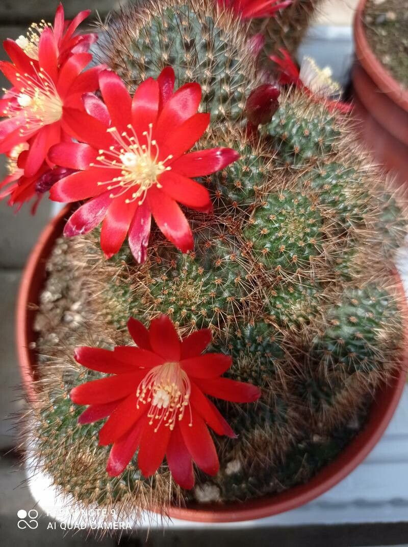 Rebutia spp. leaf