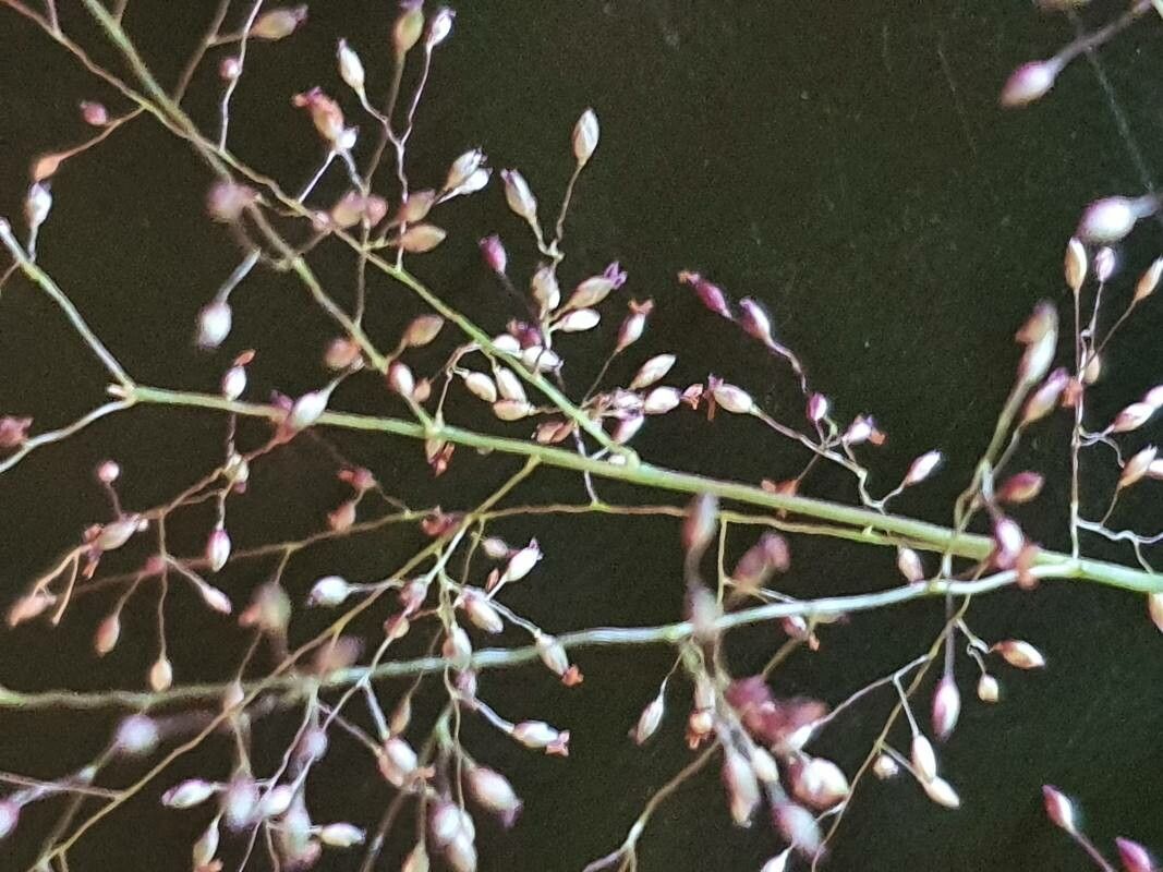 Panicum atrosanguineum flower