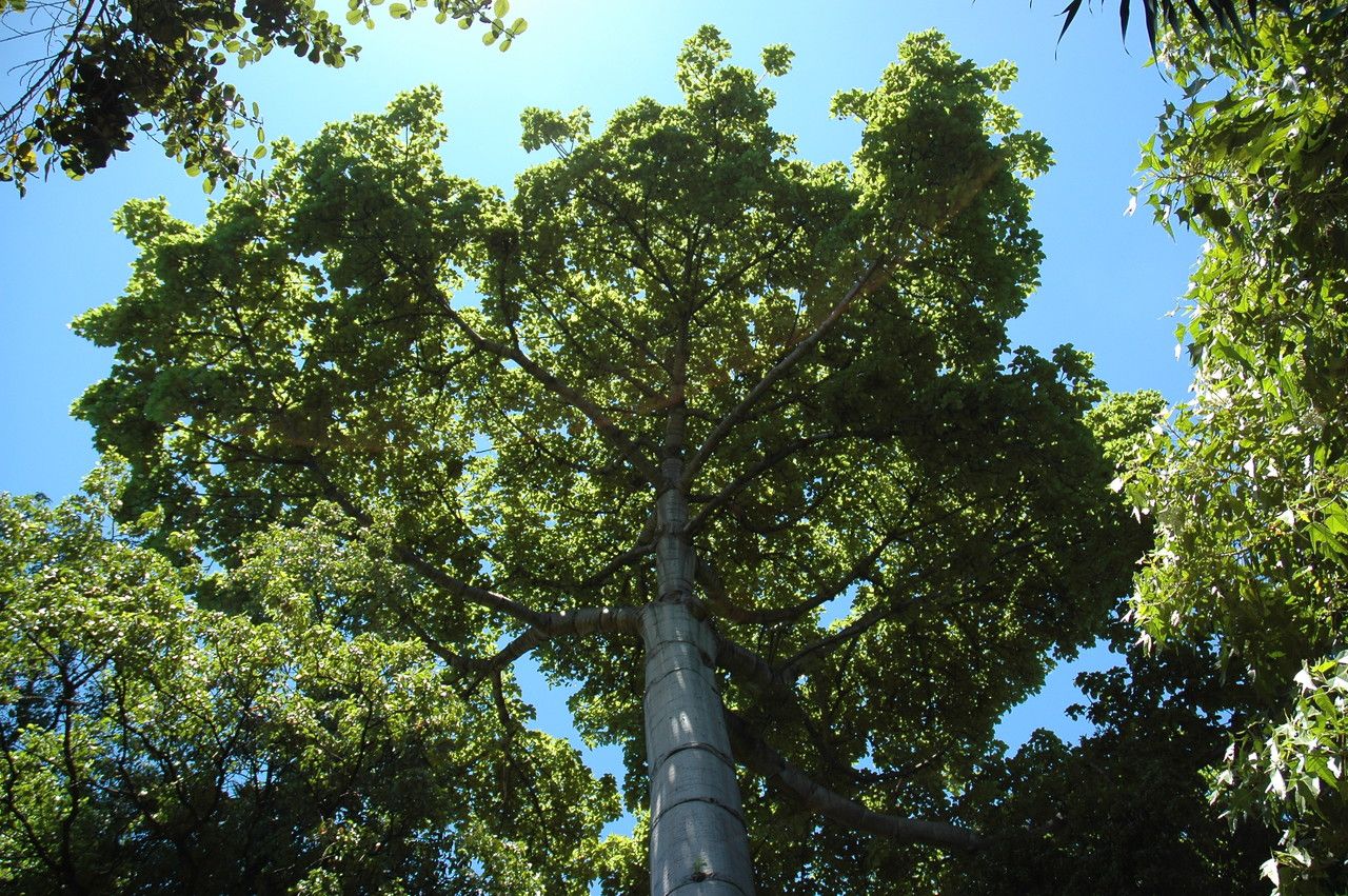 Cavanillesia platanifolia habit