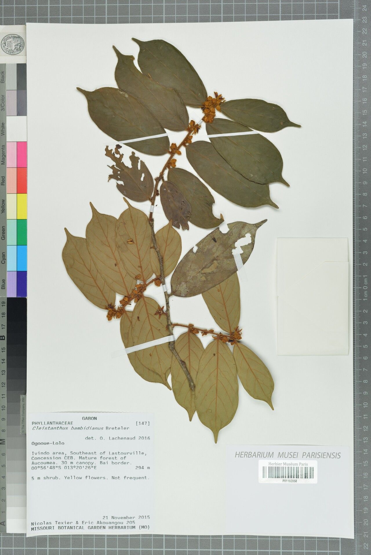 Cleistanthus bambidianus — related species from the same genus