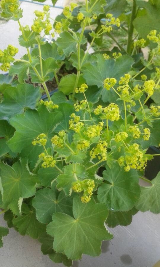 Alchemilla monticola flower