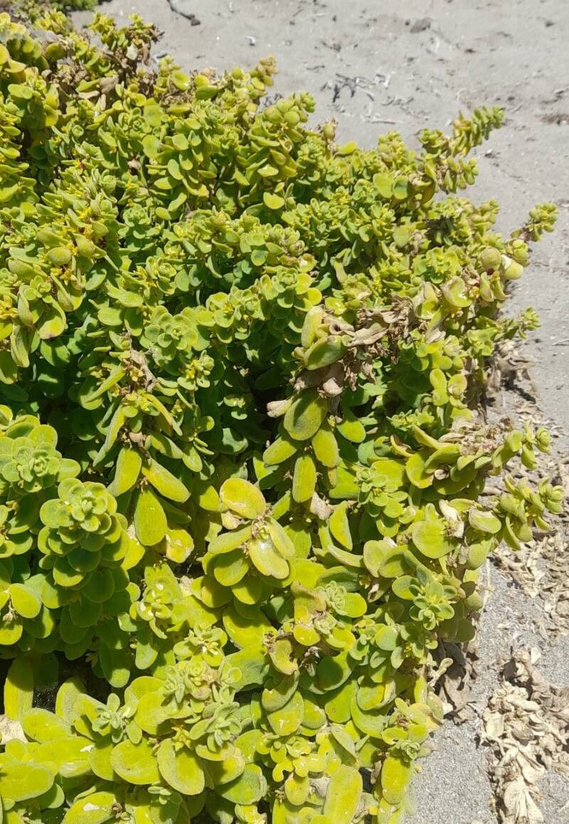 Tetragonia maritima habit