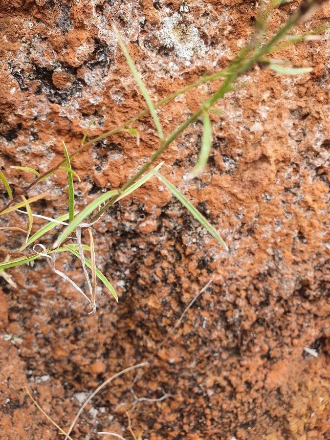 Wahlenbergia abyssinica — related species from the same genus